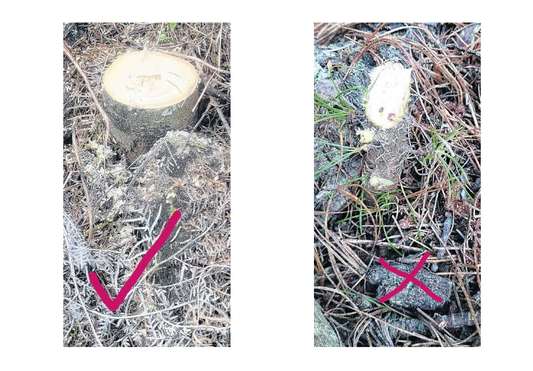 Stop wilding pines before it's too late