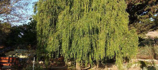 Photo: Environment Canterbury