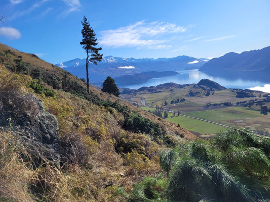 Group makes headway in battle against wilding trees