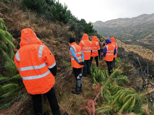 Volunteer briefing for wilding pine control work