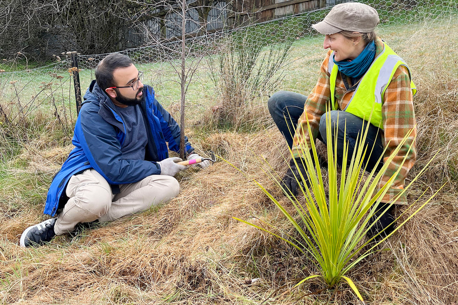Planting non harmful wilding pine alternatives