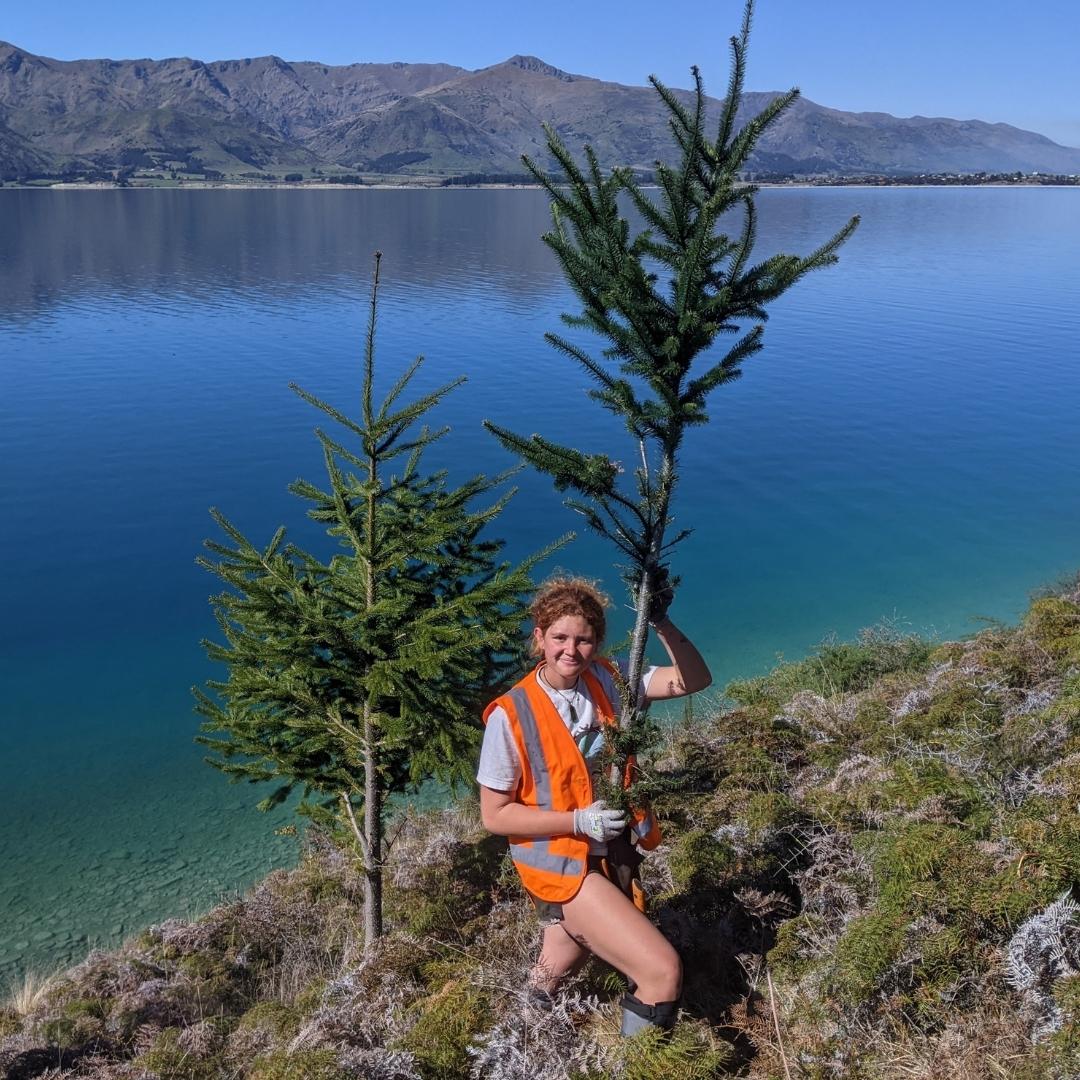 Volunteer holding wilding pine
