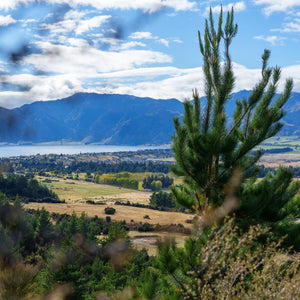 Outlook from hillside with wilding pine in foreground