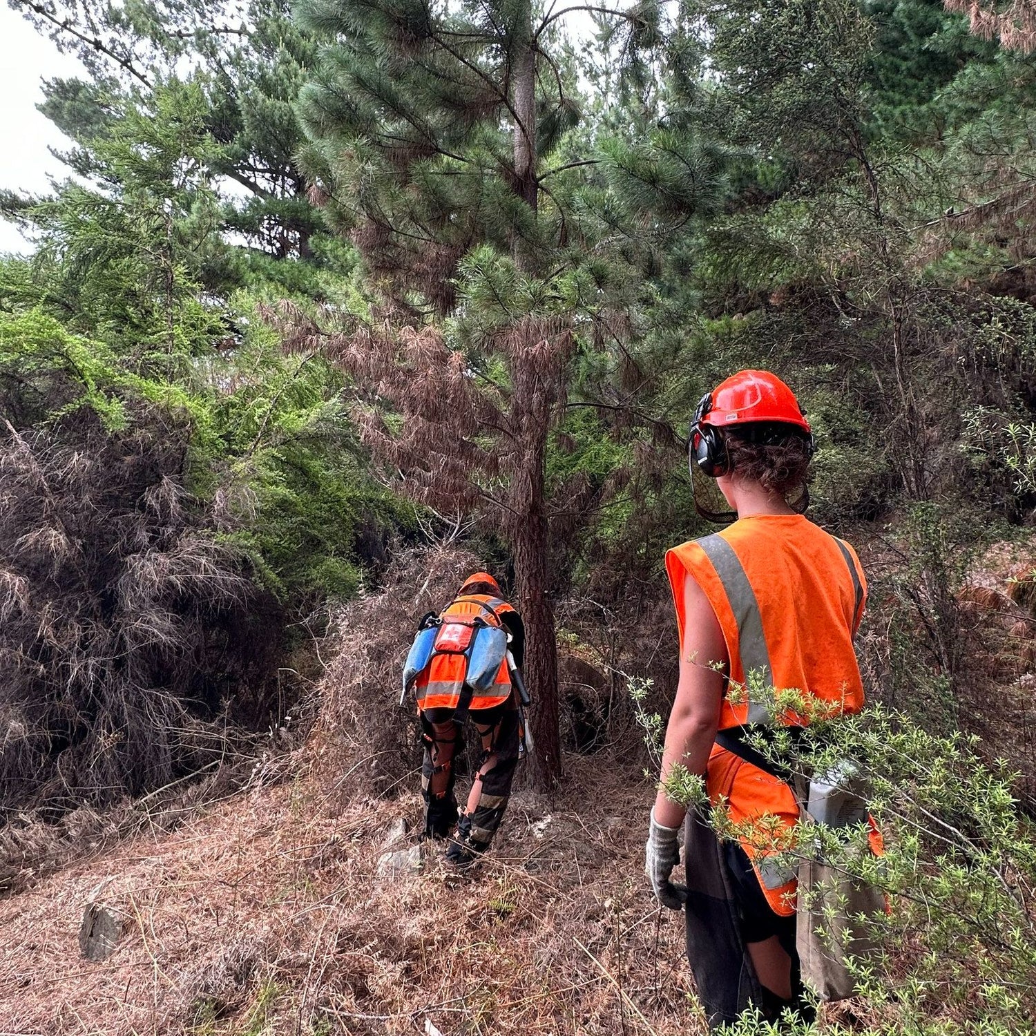 Cutting down a wilding pine