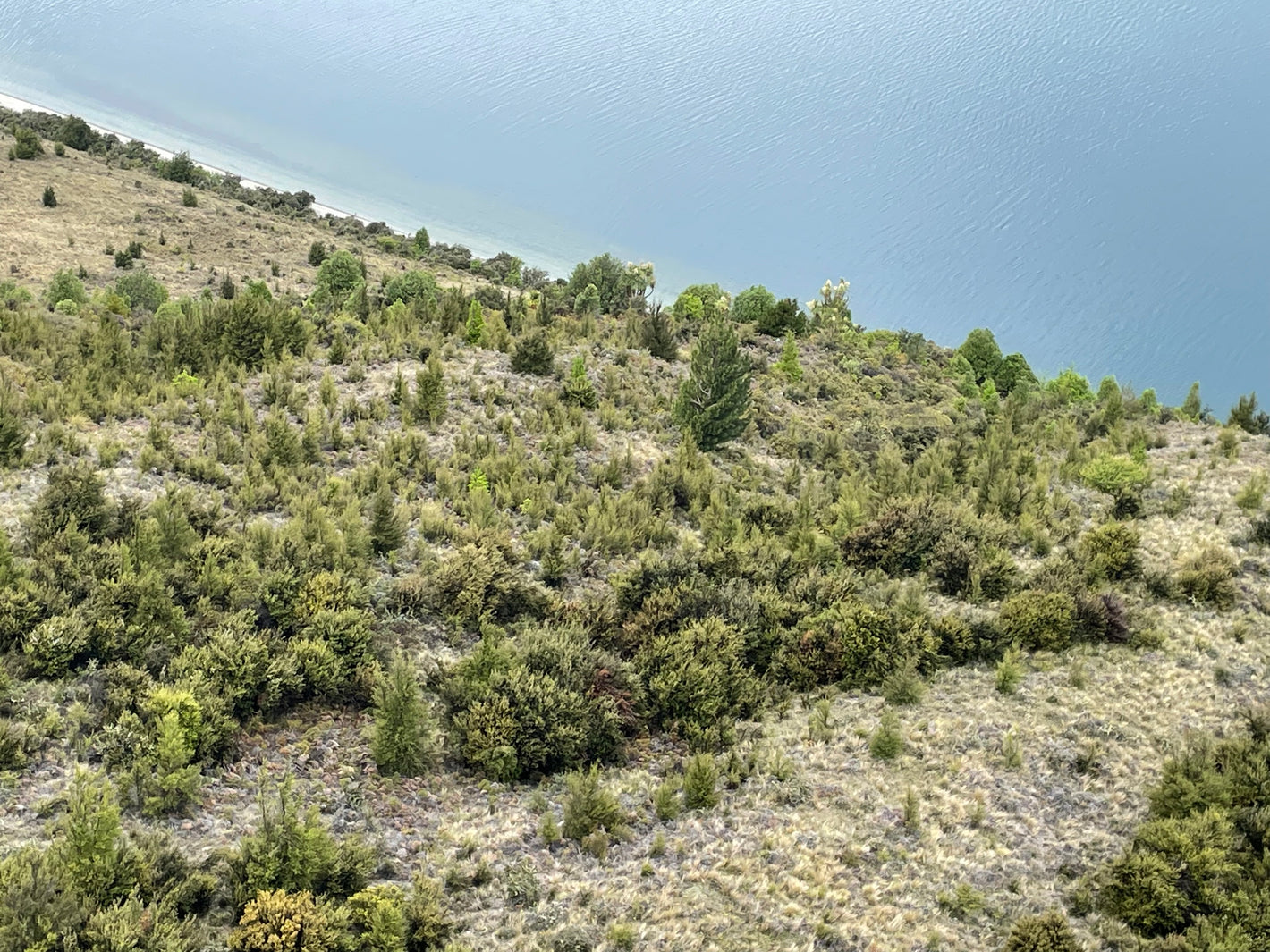 Wilding pines amongst native plants