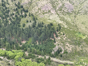 Wilding pine spread on hillside