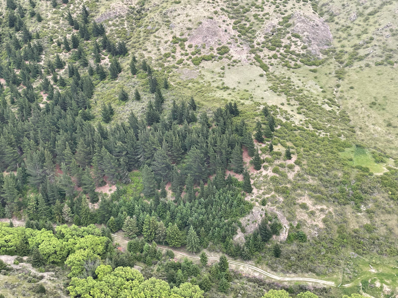 Wilding pine spread on hillside