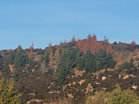 Dead pines on Little Mt Iron explained