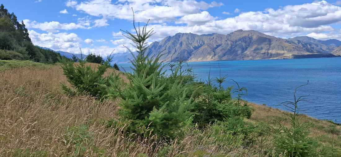 Wilding tree group welcomes funding boost