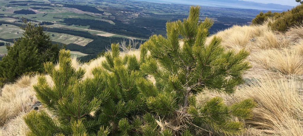 Wilding pines on a hillside overlooking landscape below