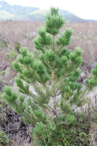 Small Pinus contorta tree