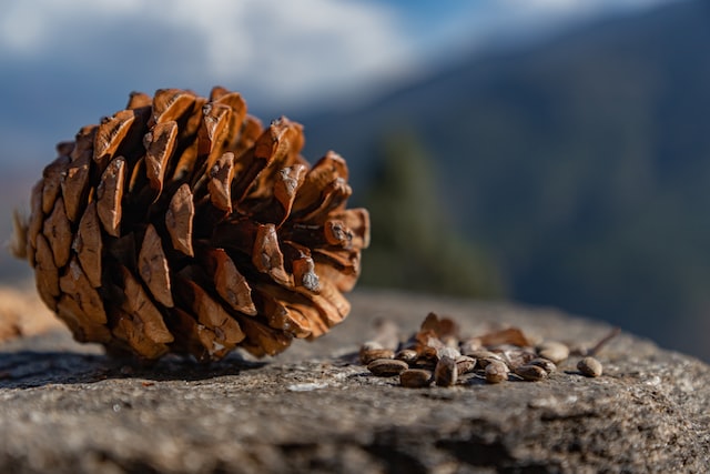 Closeup of pine cone with seeds alongside